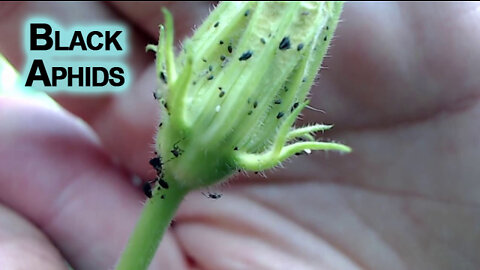 Some of the Plants in Our Patio Garden and Black Aphids [ASMR]