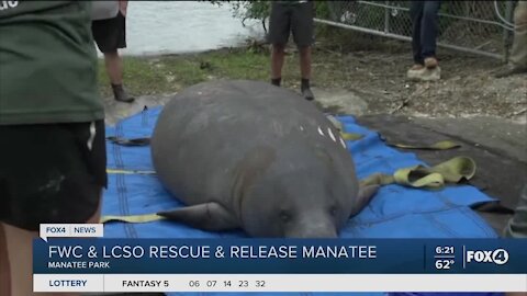 Lee County Sheriffs Office helps manatee