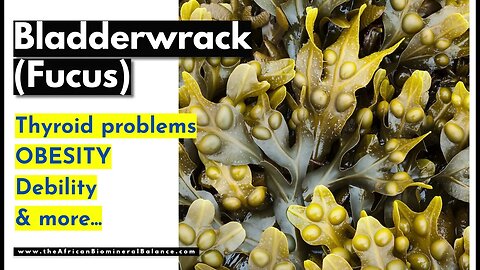 BLADDERWRACK BENEFITS - OBESITY, THYROID PROBLEMS, DEBILITY etc.