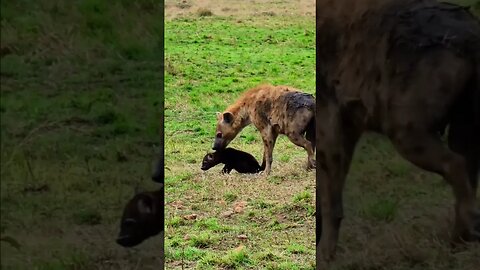 Cute Cub At A Hyena Den #shorts | #ShortsAfrica