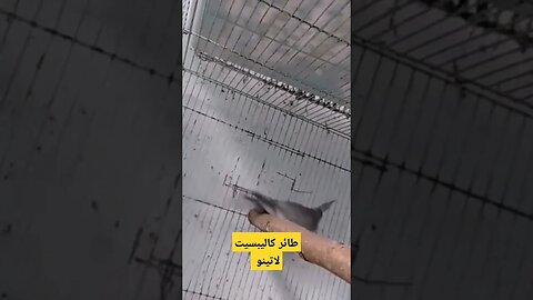 طائر كاليبسيت لاتينو