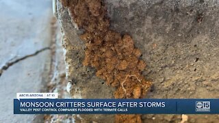 Pesky critters surface after monsoon storms