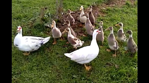 Naughty Indian Runner Ducklings Demolish My Comfrey!