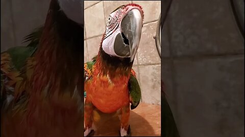 My Parrot Singing in the shower like No One is Watching!!!🎵🤣