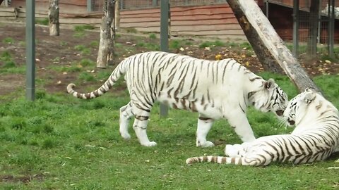 White Capels Tigers #whitetiger #shortvideo #viralvideo #youtubeshorts