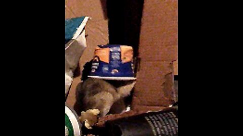 Neo the Pack Rat Vs. Mac 'N Cheese Cup