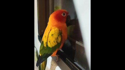 Beautifully colored parrot loves to dance for the neighbors