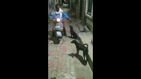 CUTE PETS ON STREET 😅