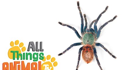 SPIDER - Wild Animals For Kids