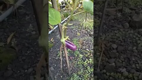 bentuk terong #amirwarsono #terong #berkebun #hobi #hidupdidesa #shortsyoutube #organik #viralvideo