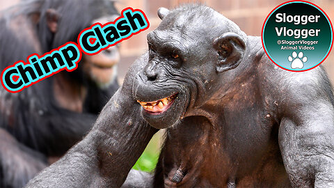 Chimpanzee Dylan Strikes Back - Assault on Alice Ignites Chaos