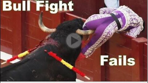 bull fight gone wrong | ultimate comedy fail | must watch