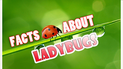 LADYBUGS EGGS, FACTS ABOUT LADYBUGS