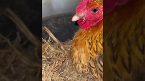 I helped the🤣 mother chicken hatch her eggs #shorts #funny #ytshorts #animals #cats #dogs #pets