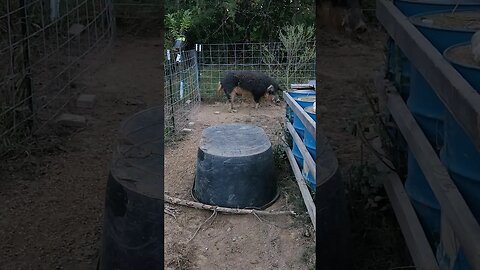 Are mangalitsa pigs pasture pigs??? #homesteading #animal #pigs #wildpig #homesteader