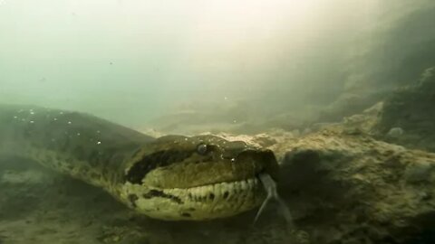 Follow a giant anaconda as it hunts the rivers of the Pantanal for its next meal