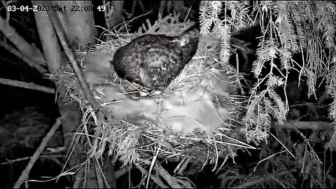 Ellie Stands Revealing an Egg 🥚 03/04/23 22:08