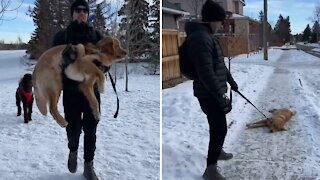 Stubborn Golden Retriever Refuses To Leave The Dog Park