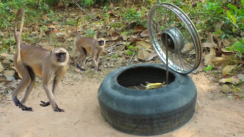 Creative Monkey Trap From Tires & Motorcycle Wheels - Unique Monkey Trap Put Techniques