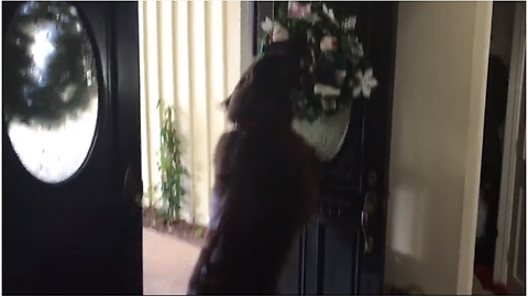 Holiday-loving dog fascinated by new house decorations