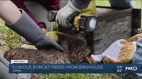 Bobcat recued after head is stuck in birdhouse