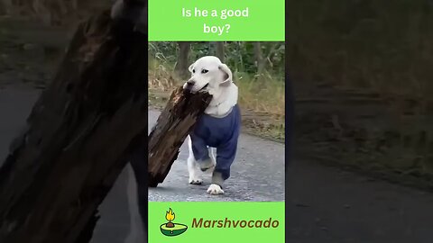 Cute hardworking dog helping out his owner #shorts #dog #dogsoftiktok #marshvocado #fyp #viral #cute