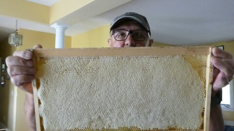 HONEYBEES (Starting to remove the Honey)