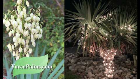 How to Trim Yuccas like palm trees