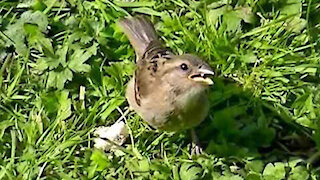 IECV NV #386 - 👀 House Sparrows And A Crow Eating Bread Two Others Eating Seed 6-5-2017