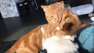 Gato prende coleira e impede cão de ir passear