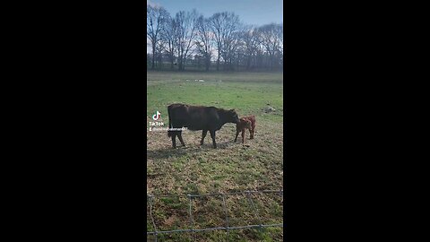 Baby bull calf with big sister Annie.