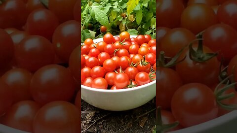 Harvesting Tonnes of Garden Tomatoes 🍅 What I do with them - Food Prep for Winter #beerising #garden