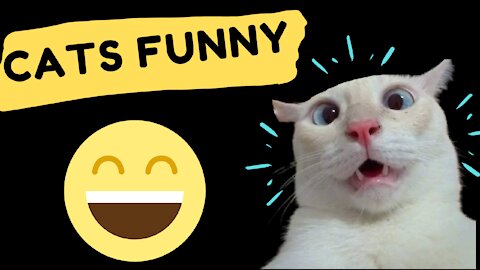 laughing so much - Cats Funny 👯😺