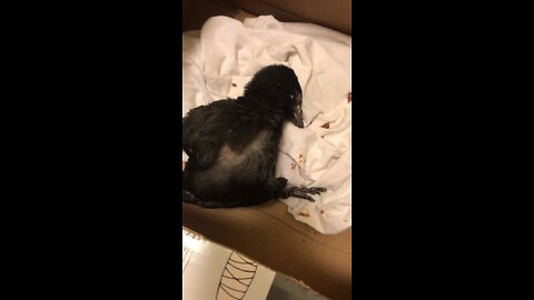 Saved Baby crow fell from the nest