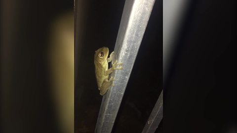 A Frog Jumps Onto A Woman’s Hand