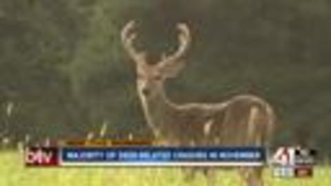 Be alert: Most deer-related car crashes happen in November