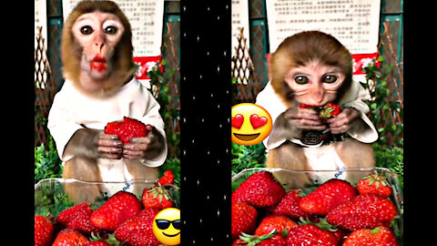 Monkey 🐒 eat something realy