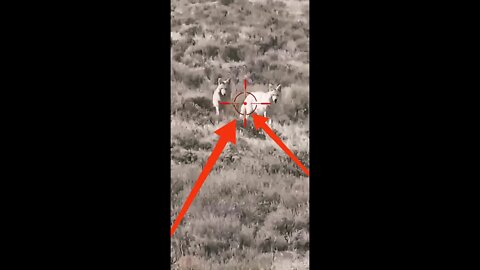 Hunting Coyotes #shorts #cat #animals #hunter #141