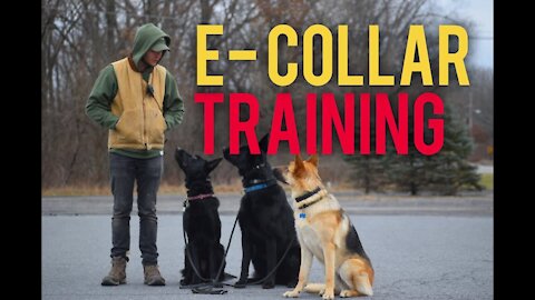 DingDon! How do I use the remote collar- E collar dog training for beginners