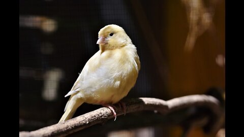 Canary Singing Sound