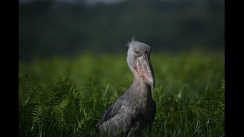 Shoebill bird