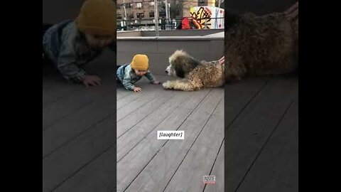 Amazed Toddler Meets a Dog for the First Time