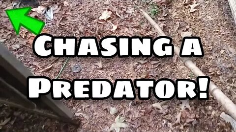 Chasing a Predator! - Ann's Tiny Life and Homestead