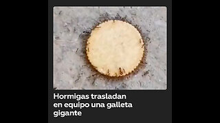 Un grupo de hormigas traslada una enorme galleta