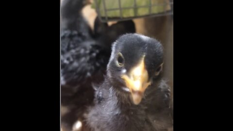 First Veggie Day for Chicks