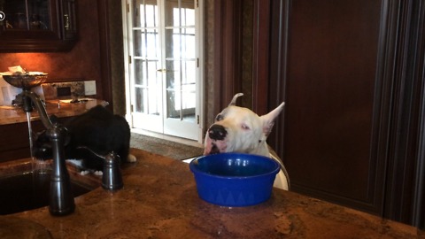 Cat grabs a drink while Great Dane grabs dinner