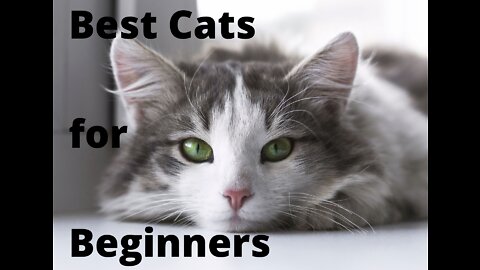 Best Cats for Beginners