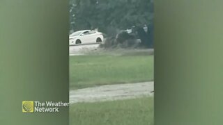 Storm drain dramatically overflows during rain event