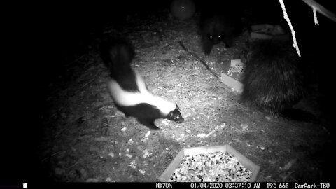 Mom and Baby Porcupine With Skunk