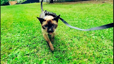 Part Two: Walking my Siamese Cat Simon